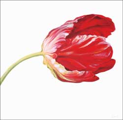 Tulp80x80